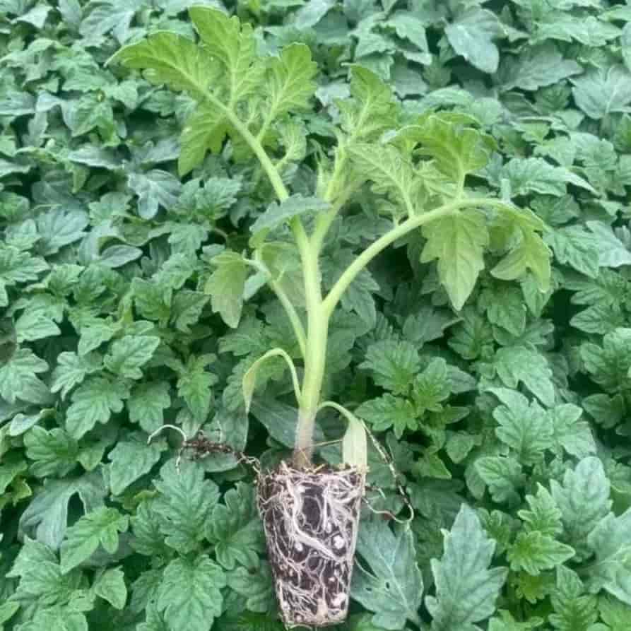نشا گوجه